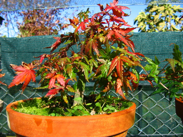 Acer Palmatum Bankan com ligeira curva - Queda das folhas de Outono do bonsai de Acer Palmatum