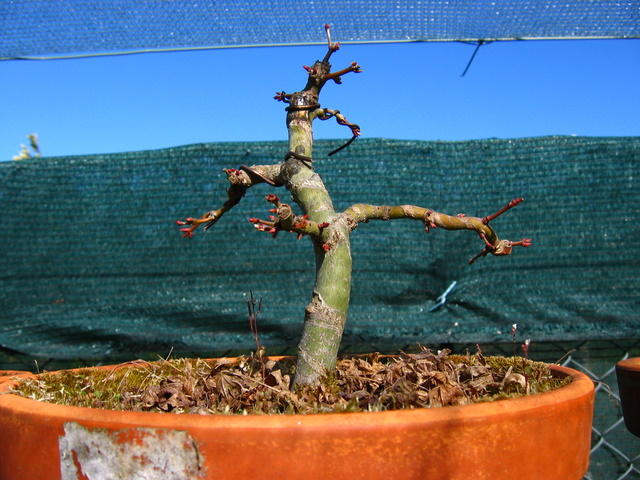 Acer Palmatum Bankan com ligeira curva - Poda de fim de Inverno e colocaçãode arames