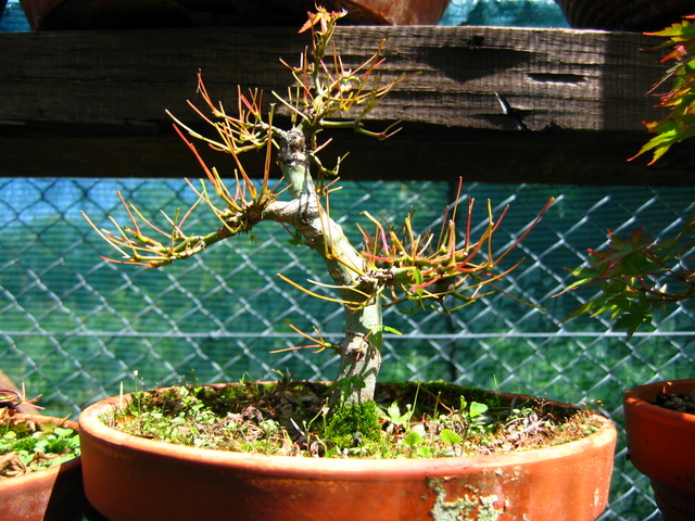 Acer Palmatum Bankan com ligeira curva - Defoliação total do bonsai Acer Palmatum