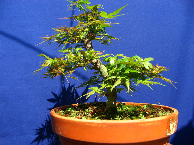 Acer Palmatum Bankan com ligeira curva - Bonsai passado 15 dias da defoliação total