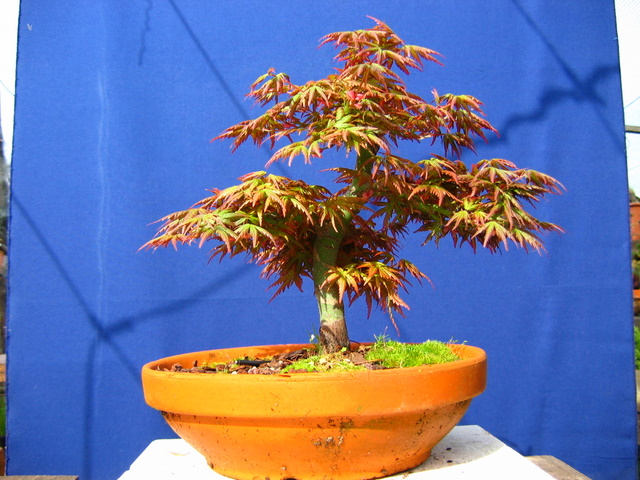 Acer Palmatum Bankan com ligeira curva - Muda de vaso menos fundo e corte de raízes e ligeira poda