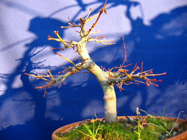 Acer Palmatum Bankan com ligeira curva - Bonsai de Acer Palmatum antes da poda de Inverno