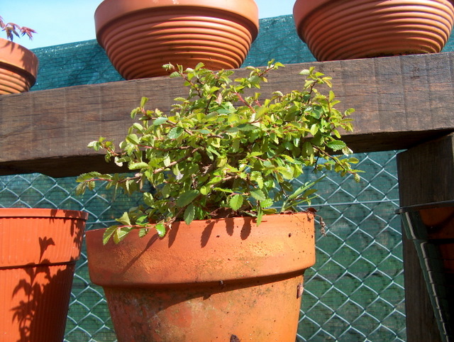 Bonsai de Ulmus Parvifolia Inclinado pelo vento- Colocação da arvore em vaso para engordar