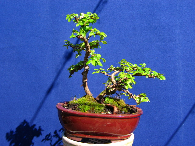 Bonsai de Ulmus Parvifolia Inclinado pelo vento- Colocação do bonsai em vaso, corte de raizes e amarração