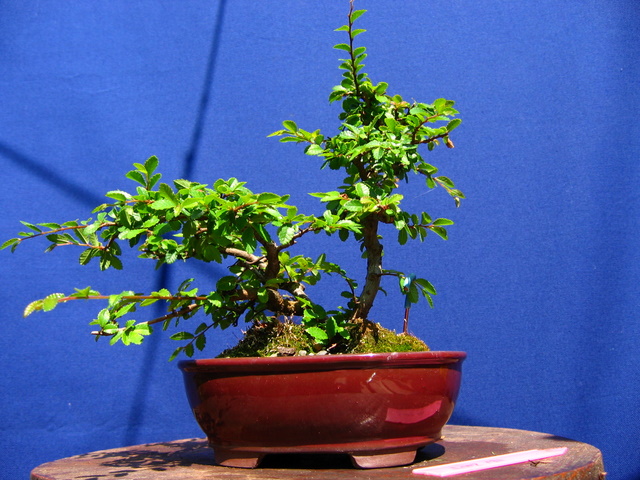 Bonsai de Ulmus Parvifolia Inclinado pelo vento- Remoção dos arames e colocação de ganchos no bonsai de Ulmus