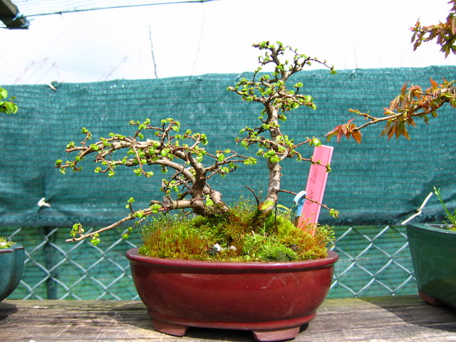 Bonsai de Ulmus Parvifolia Inclinado pelo vento- Poda de inverno e analise do bonsai de Ulmus Parvifolia