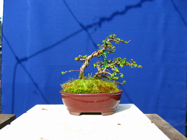 Bonsai de Ulmus Parvifolia Inclinado pelo vento- Colocação de areme no tronco principal e definição do estilo inclinado pelo vento