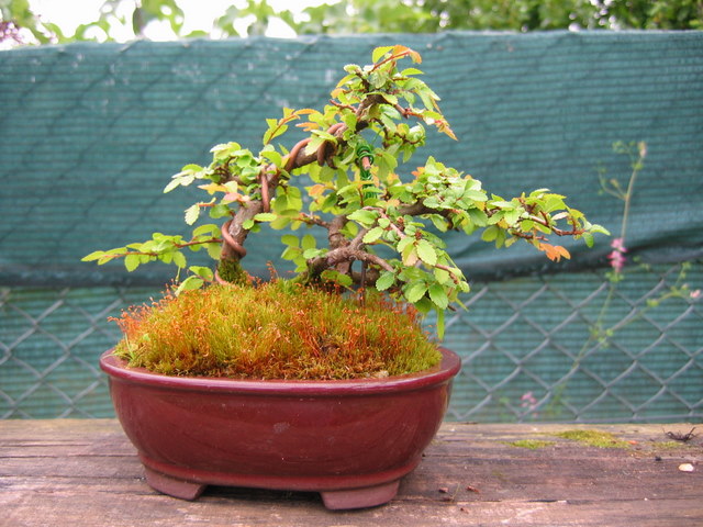 Bonsai de Ulmus Parvifolia Inclinado pelo vento- Ligeira poda de controlo das folhas do bonsai