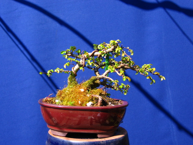 Bonsai de Ulmus Parvifolia Inclinado pelo vento- Corte de raízes do bonsai, e troca de composto 