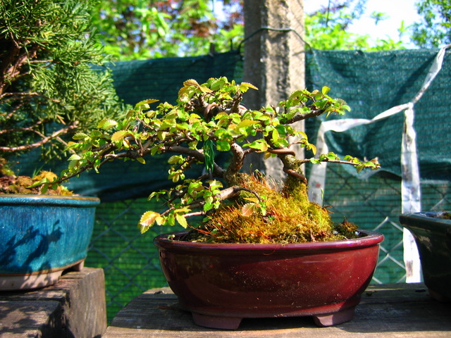 Bonsai de Ulmus Parvifolia Inclinado pelo vento- Continuação do controlo dos novos ramos