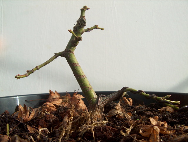 Shohin de Acer Palmatum com estilo Bankan- Poda de Raízes e colocação da arvore em vaso fundo