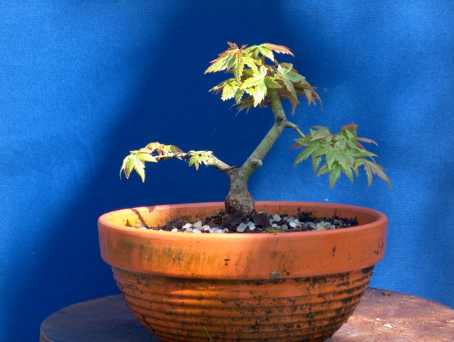 Shohin de Acer Palmatum com estilo Bankan- Colocação de arames, inicio da primavera