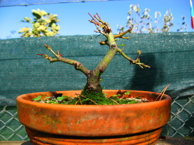 Shohin de Acer Palmatum com estilo Bankan- Analise do aumento do tronco do bonsai de Acer Palmatum