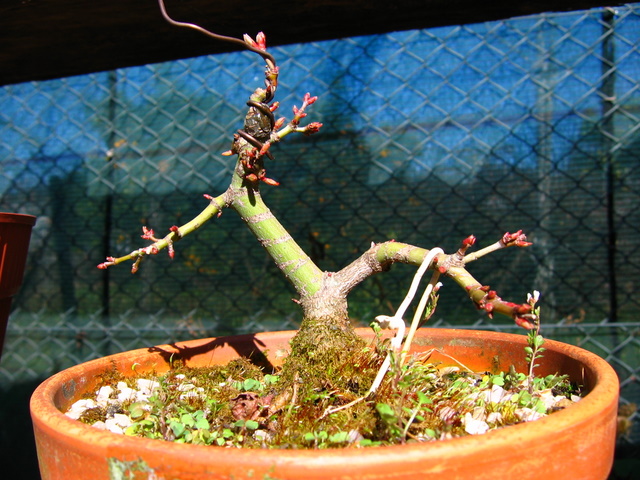 Shohin de Acer Palmatum com estilo Bankan- Poda do Apex e colocação de arame