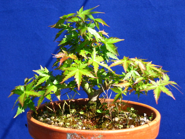 Shohin de Acer Palmatum com estilo Bankan- Remoção de Arame e inicio de adubação sólida.