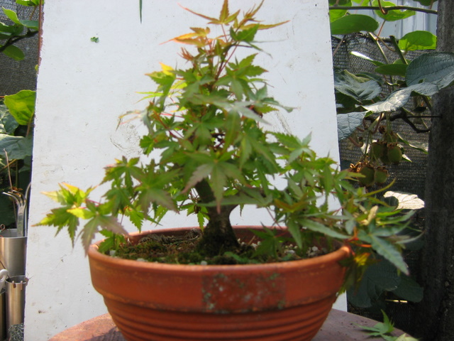 Shohin de Acer Palmatum com estilo Bankan- Foto antes da defoliação total deste Shohin de Acer Palmatum