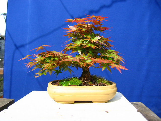 Shohin de Acer Palmatum com estilo Bankan- Poda de Raízes e colocação da arvore em vaso para bonsai.
