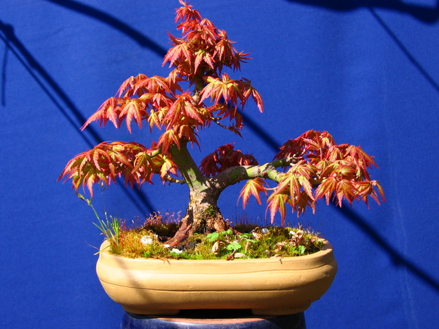 Shohin de Acer Palmatum com estilo Bankan- Analise da triangulação da folhagem do bonsai