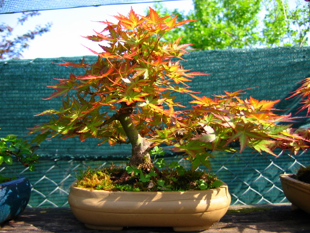 Shohin de Acer Palmatum com estilo Bankan- Folhagem em pleno verão, inicio de adubação sólida