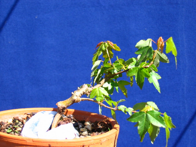 Bonsai de Acer Tridente agarrado a pedra- Colocação de pedra entre as raizes no acer trident