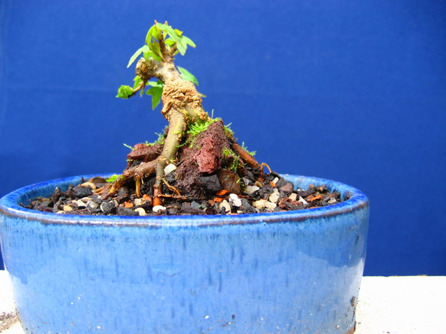 Bonsai de Acer Tridente agarrado a pedra- Forte poda nas raizes, ramos e colocação em vaso