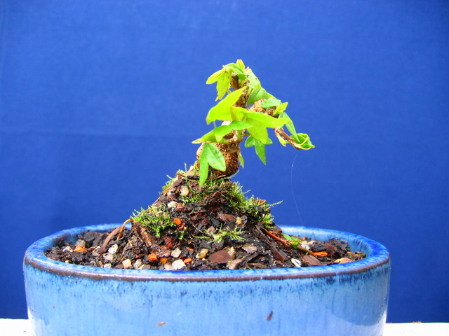 Bonsai de Acer Tridente agarrado a pedra- foto do outro lado, para analise de estrutura