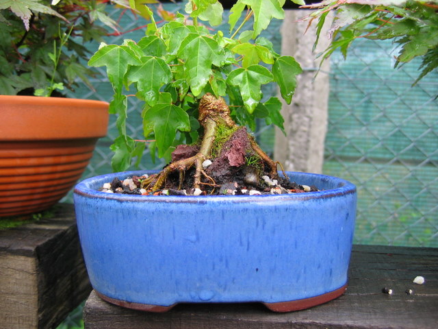 Bonsai de Acer Tridente agarrado a pedra- Arranque da arvore com muita força