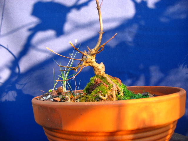 Bonsai de Acer Tridente agarrado a pedra- Preparação de bonsai para um encherto e muda de vazo