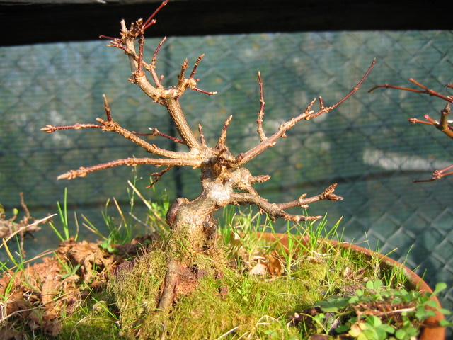 Bonsai de Acer Tridente agarrado a pedra- O enxerto não soldou ao tronco, vou rever a estrutura deste bonsai