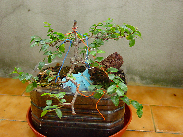 Ulmus Parvifolia agarrado a pedra em Semi cascata- Colocação de tira de folha plastica.