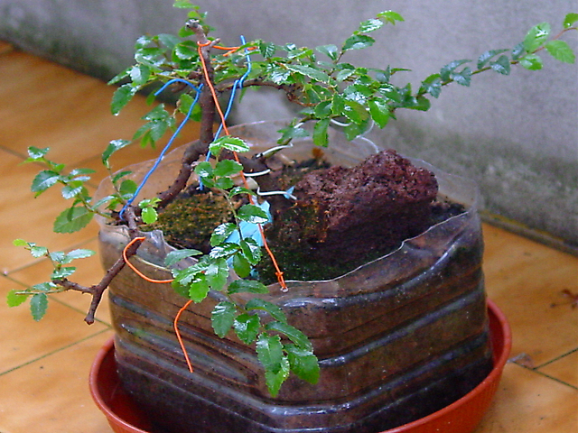 Ulmus Parvifolia agarrado a pedra em Semi cascata- Uma Vista do outro lado