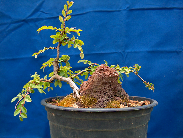 Ulmus Parvifolia agarrado a pedra em Semi cascata- Muda para vaso maior para aumentar a folhagem