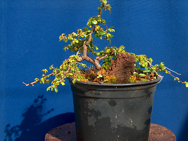 Ulmus Parvifolia agarrado a pedra em Semi cascata- Continuação da engorda