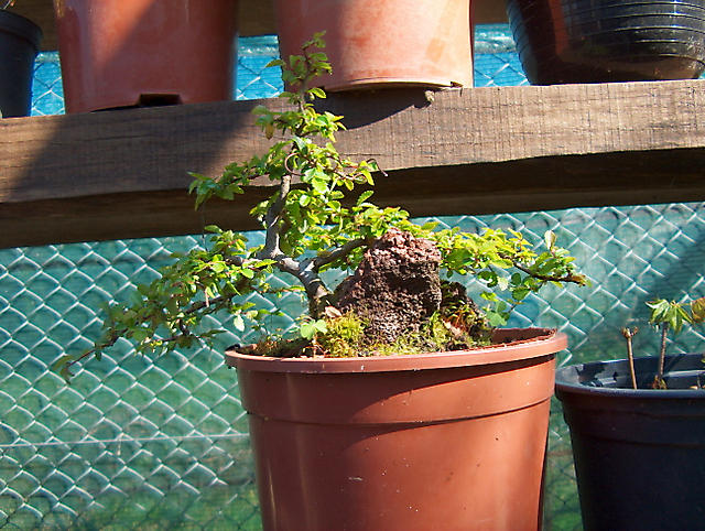 Ulmus Parvifolia agarrado a pedra em Semi cascata- Verificação das raizes e muda de vaso