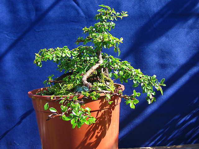 Ulmus Parvifolia agarrado a pedra em Semi cascata- Amarração do semi-cascata do outro lado