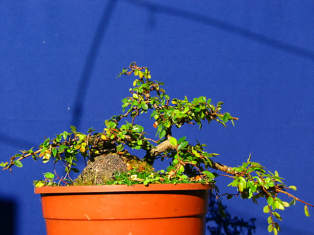 Ulmus Parvifolia agarrado a pedra em Semi cascata- Foto em pleno Inverno