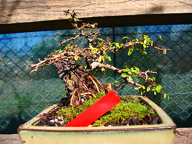 Ulmus Parvifolia agarrado a pedra em Semi cascata- Foto do outro lado para ver as raizes.