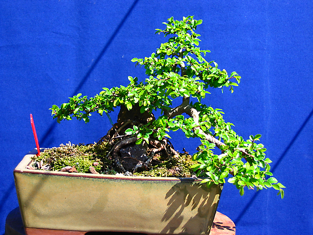 Ulmus Parvifolia agarrado a pedra em Semi cascata- Boa estrututa principal mas