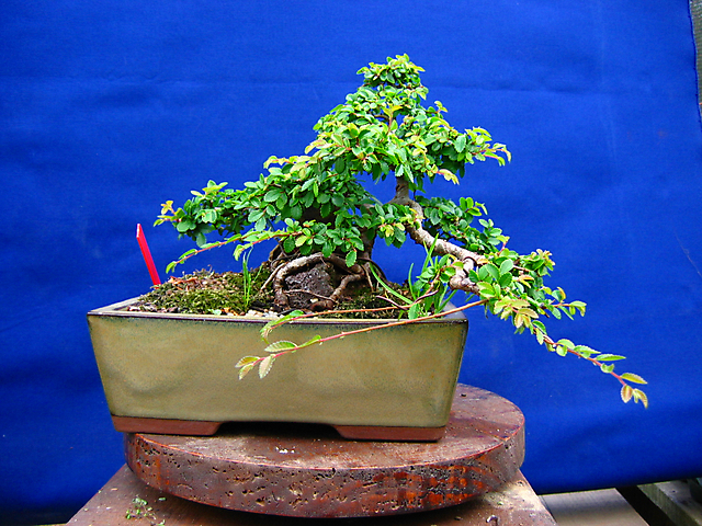 Ulmus Parvifolia agarrado a pedra em Semi cascata- Colocação de arames para os tufos laterais