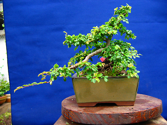 Ulmus Parvifolia agarrado a pedra em Semi cascata- Aumento da zona da semi-cascata