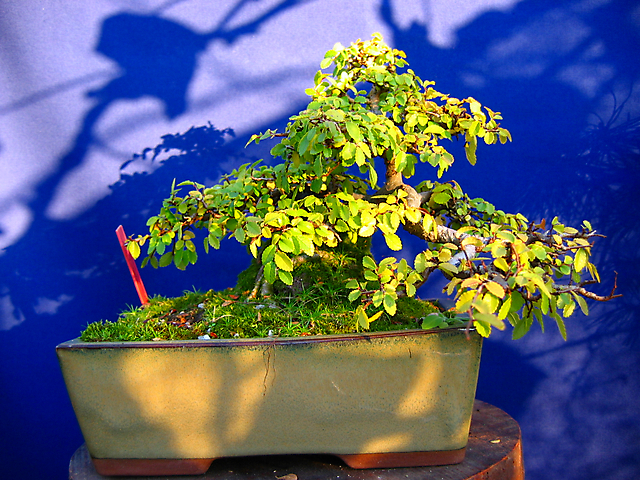 Ulmus Parvifolia agarrado a pedra em Semi cascata- Fim de ano com bastantes folhas