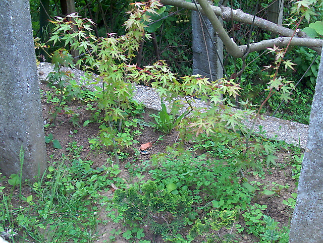 Acer Palmatum com pequena curva- Plantar em Plena Terra para Aumentar o Tronco