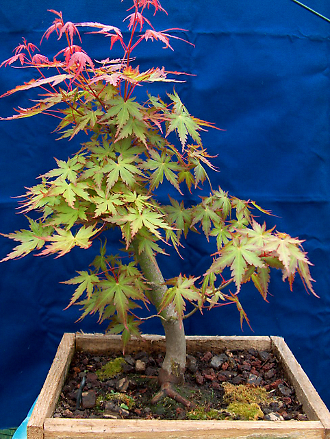 Acer Palmatum com pequena curva- Mudança para caixa de madeira