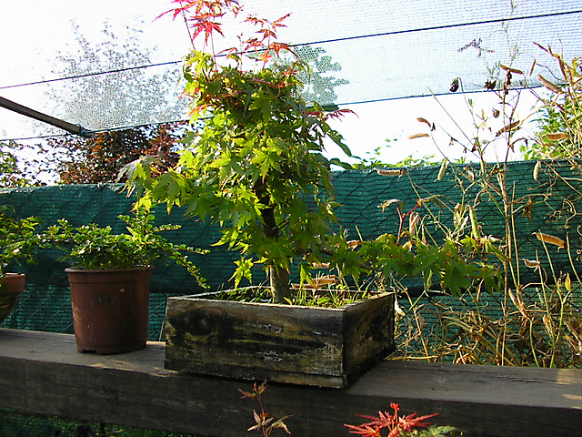 Acer Palmatum com pequena curva- Esta a recuperar muito bem depois da poda