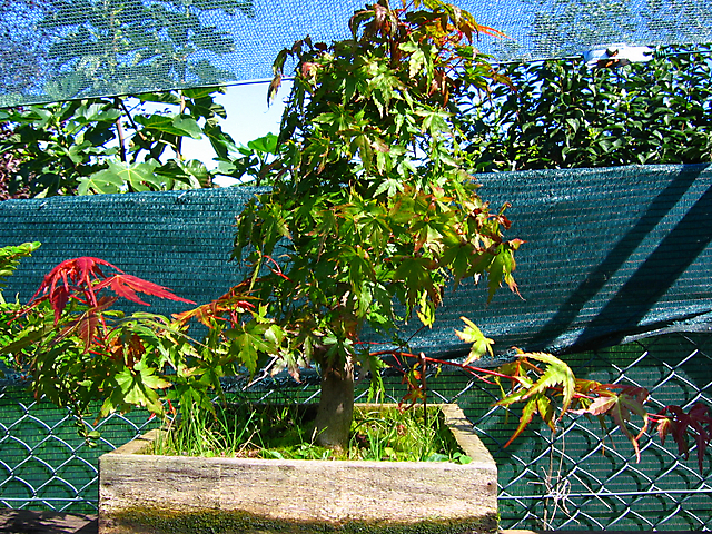 Acer Palmatum com pequena curva- Parece que os enxertos estão de saude