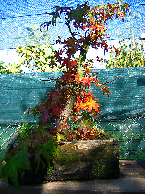 Acer Palmatum com pequena curva- Core de Outono no acer palmatum