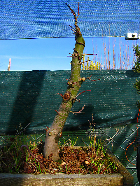 Acer Palmatum com pequena curva- Corte e colocar arrame no apex