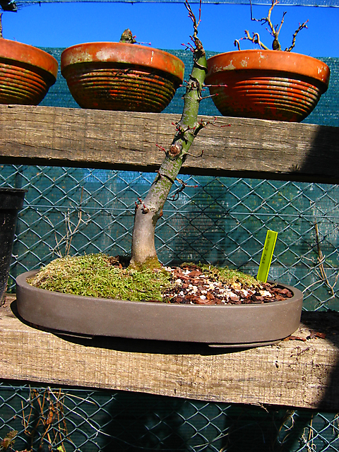 Acer Palmatum com pequena curva- Mudança de vaso