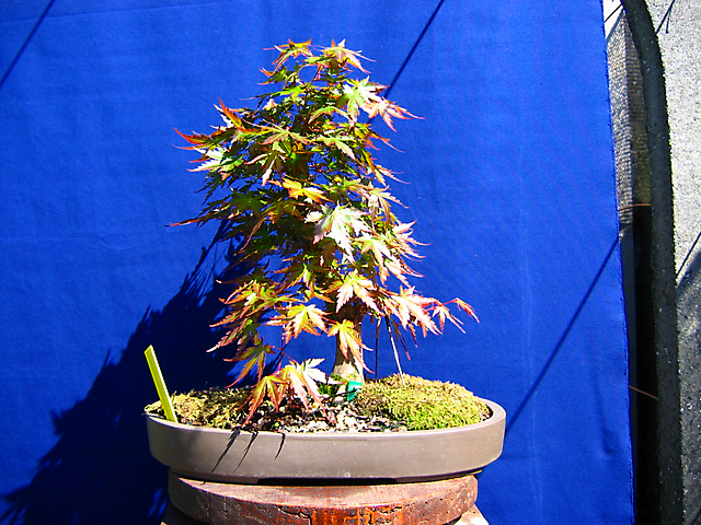 Acer Palmatum com pequena curva- Poda de ramos e Metsumi com fartura