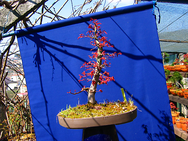 Acer Palmatum com pequena curva- Cores de primavera e poda de Inverno